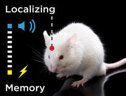 Long-term memory in the cortex