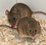 The more the merrier – Promiscuity in mice is a matter of free choice