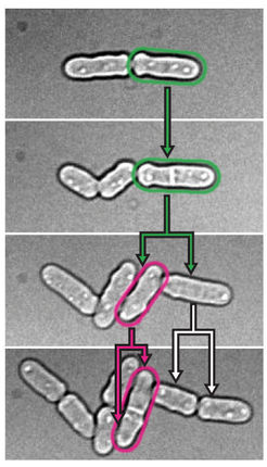 © MPI f. Molecular Cell Biology and Genetics