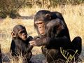Mother chimps crucial for offspring’s social skills