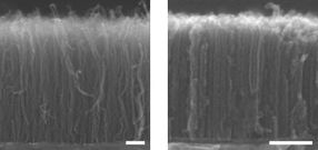 Densest array of carbon nanotubes grown to date