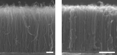 Densest array of carbon nanotubes grown to date