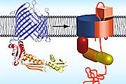 How bacteria integrate autotransporters into their outer membrane