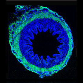 L. Mahadevan and Science/AAAS.