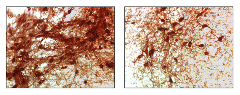 Max-Planck-Institut für Neurobiologie / L. Aron