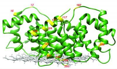 New tool for studying membrane protein structure