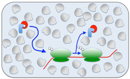 Pushing and shoving – a cost factor in protein synthesis