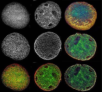 Fortschritte in der Stammzellforschung mittels SLOT