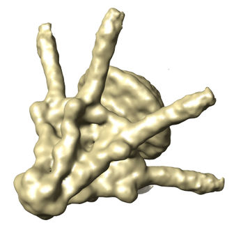 Estructura de la cola del virus bacteriófago T7.