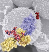 Estructura tridimensional de la proteína PBP2a de MRSA.