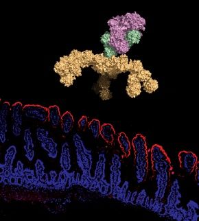 Possible botulism blocker - Study reveals structure of ‘gateway’ compound in lethal food-borne toxin