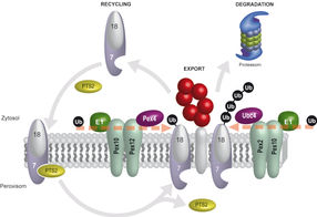 Modell des peroxisomalen Proteintransports