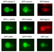 Cells' 'molecular muscles'