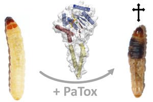 Toxin kills using dual mechanism