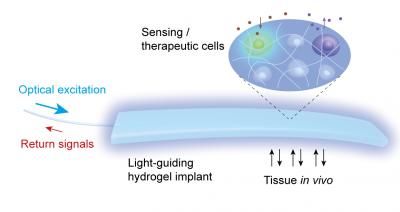 Hydrogel implant enables light-based communication with cells inside the body