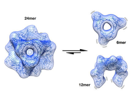 Ein Protein gegen den grauen Star