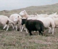 Scientists identify genetic basis for the black sheep of the family