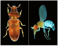 Mehlkaefer als neues Arbeitstier für Genetiker