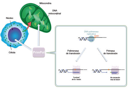 Descubierta una nueva enzima capaz de replicar cadenas de ADN dañadas