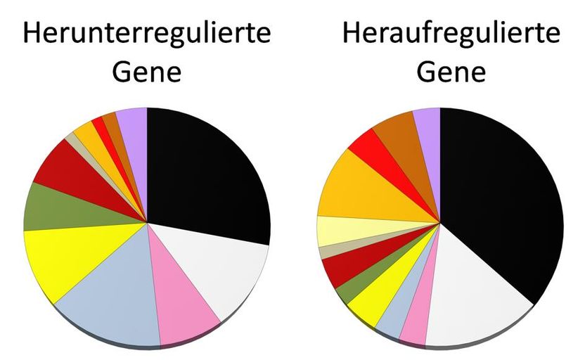 © RUB, Grafik: AG Photobiotechnologie