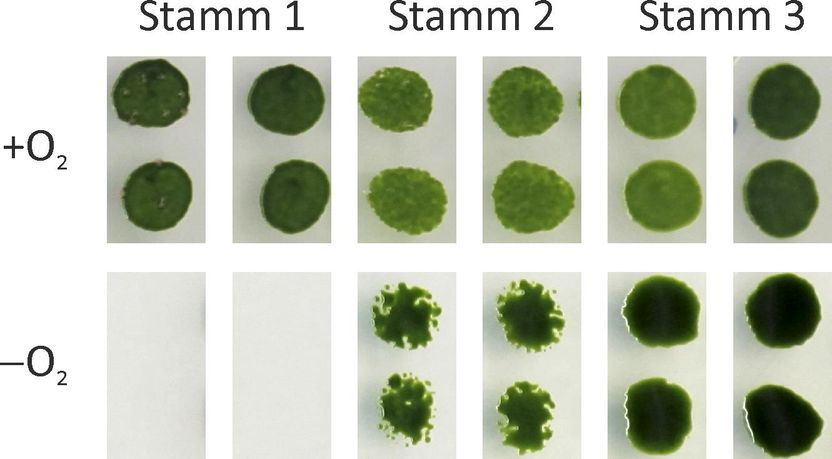 © RUB, Grafik: AG Photobiotechnologie