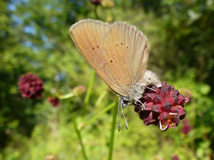 Mit Bakterien infizierte Schmetterlinge führen Genetiker aufs Glatteis