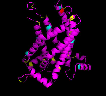 Researchers find protein that regulates the burning of body fat