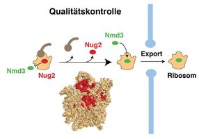 How “Quality Control” Functions in Ribosome Assembly