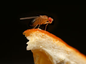 Vorliebe für Orangen schützt Fruchtfliegen vor Parasiten