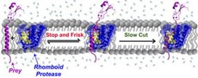 Membrane enzymes 'stop and frisk' proteins indiscriminately