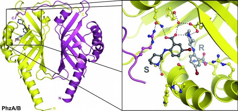 Chemiker findet neuen Ansatz für die Entwicklung von Medikamenten