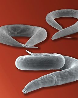 Die Achillesferse der Parasiten