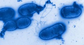 Pseudomonas-Infektionen ohne Resistenzentwicklung bekämpfen