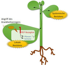 Laufbursche des Immunsystems