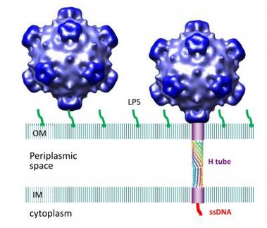 Virus grows tube to insert DNA during infection then sheds it