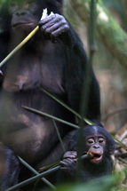 Bonobos bleiben länger jung