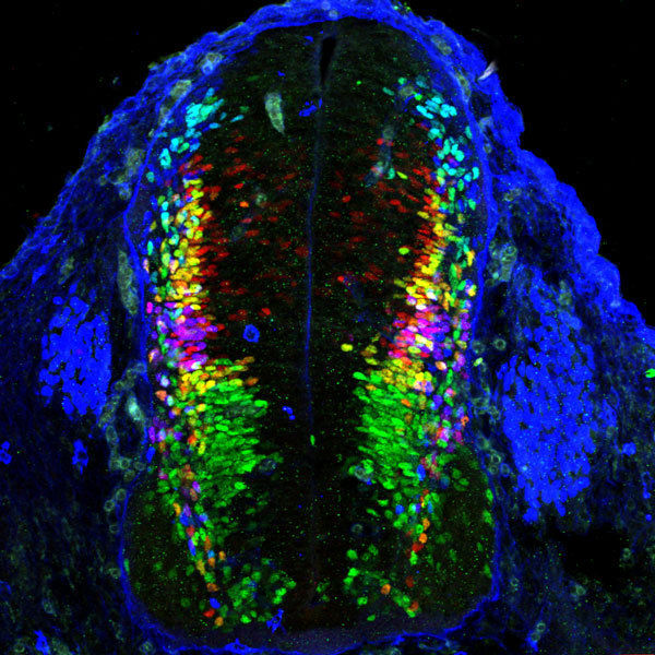 © MPI of Neurobiology / Paixão