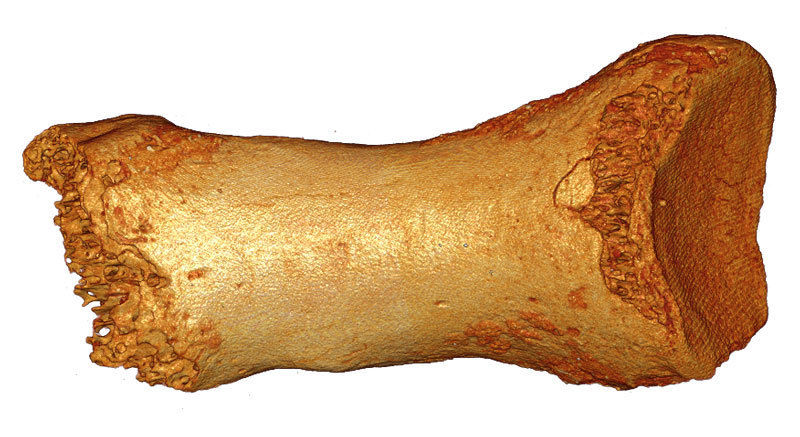 Neandertal genome project reaches its goal - High-quality Neandertal genome provides novel insights into human origins