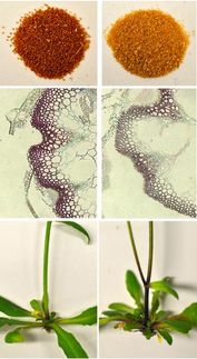 Enlisting cells' protein recycling machinery to regulate plant products