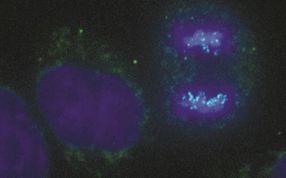 Ancient mystery of cell division solved