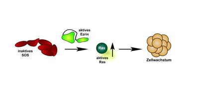 Eiweiß-Origami reguliert Krebsenzym