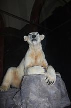 Das medizinische Erbe von Eisbär Knut
