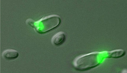 Intimate yeast: Mating and meiosis