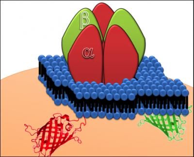 Establishing guides for molecular counting using fluorescent proteins