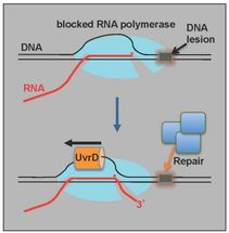 Molecular engines star in new model of DNA repair