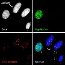 Fingerabdruck von DNA-Schäden in Zellen