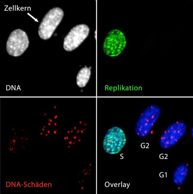 Christopher Bruhn / FLI
