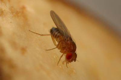 How fruit flies detect sweet foods