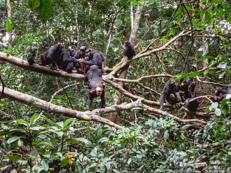 © Roman M. Wittig / Taï Chimpanzee Project