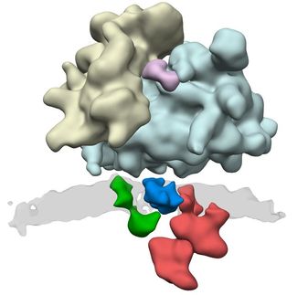 Einblick in die Struktur eines Proteintransporthelfers